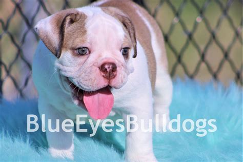 Getting Started: English Bulldog Puppies | Blue Eyes Bulldogs