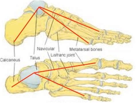 Understanding the Foot Tripod: The Secret to Overcoming Foot Problems - Dr. Ryan Hamm