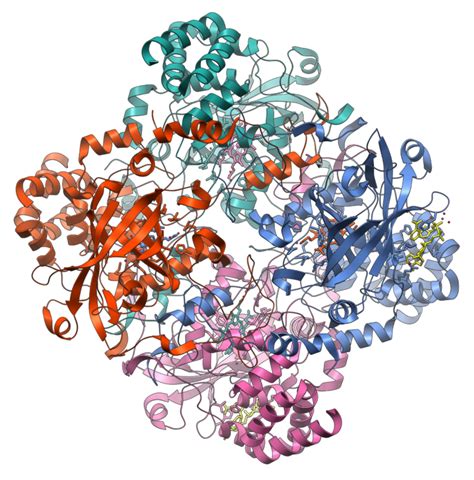 Is Catalase An Enzyme? 9 Facts You Should Know – Lambda Geeks