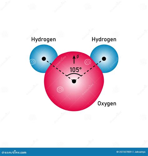 The Polar Covalent Bonds of Water Molecules (H2O) Stock Vector ...