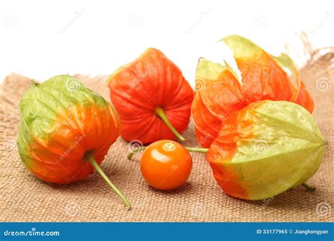 Physalis stock image. Image of berry, isolated, orange - 33177965