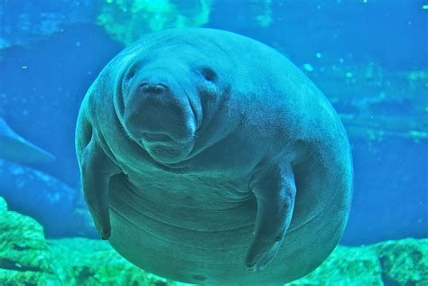 Manatee Wallpapers - Wallpaper Cave