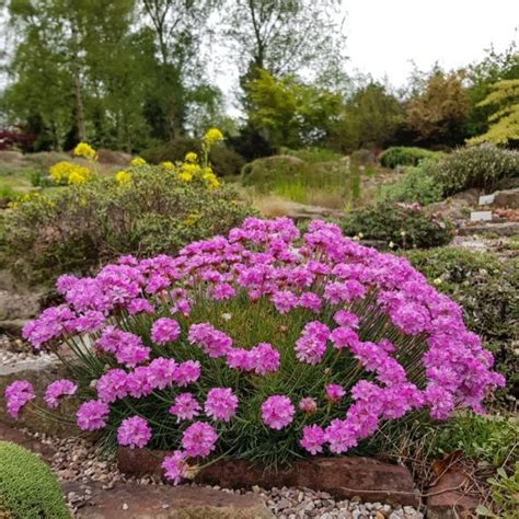 What is an alpine plant - Alpine Garden Society