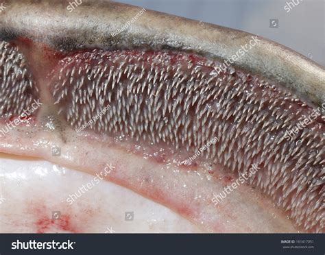 Catfish Teeth Sharp Spines Jaws Stock Photo 161417051 | Shutterstock