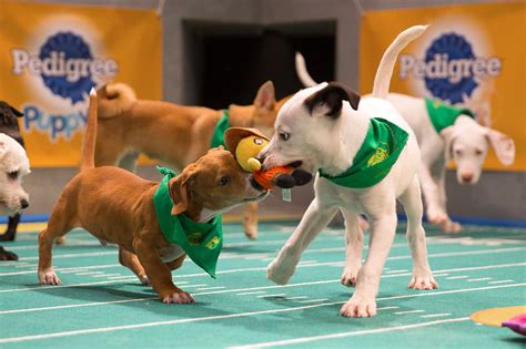 PHOTOS: Get Your First Look at the Adorable Puppy Bowl Action