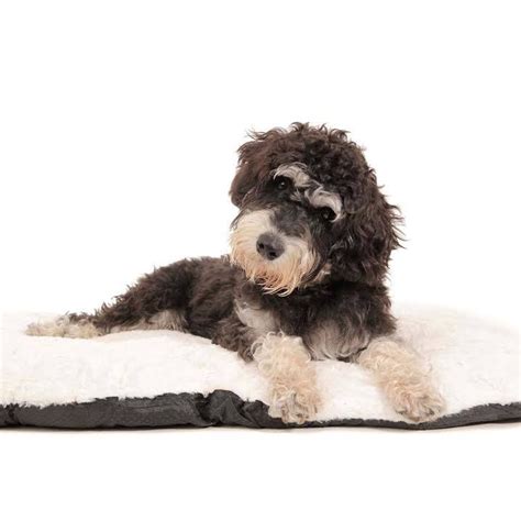 Temperament | Teddybear Schnoodles | Schnoodle, Teddy bear, Dogs