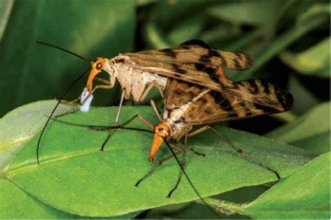 Scorpion flies – not as scary as they sound or look | Don't Forget the ...