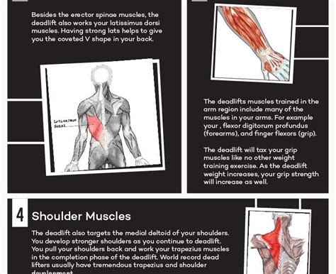 The Benefits of Deadlift [Infographic] - Best Infographics