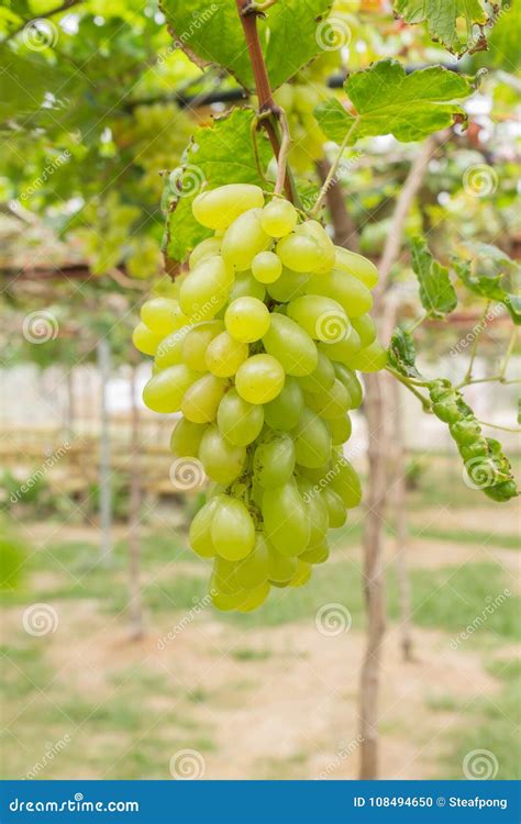 Green Grapes in Grape Garden or Vineyard Portrait View Stock Photo - Image of fruit, field ...