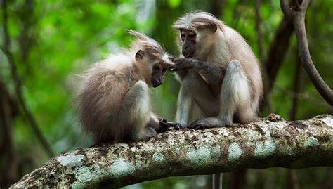 5 Most Endangered Animals in Kenya - Kenya Wild Parks