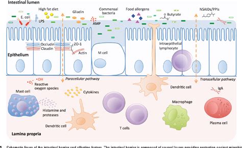 Human Intestinal Barrier Function in Health and Disease | Semantic Scholar