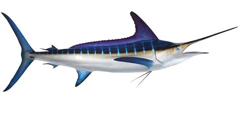 Striped Marlin Fish Replica, mounted striped marlin