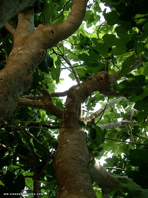 Vida en la Tierra - La Higuera - Ficus carica