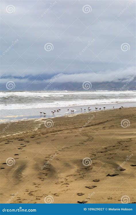 Birds on the Shoreline stock image. Image of wild, landscape - 109629027