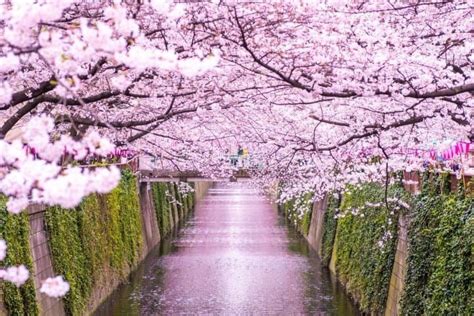 Japan's Cherry Blossoms in 2022: Updated Forecast and Best Spots | MATCHA - JAPAN TRAVEL WEB ...