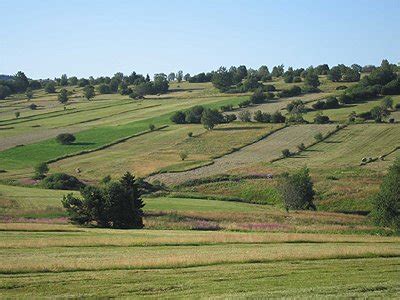 High Nature Value Farming – Red-backed shrike (Lanius collurio)