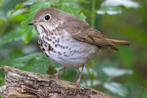 How to Attract Thrushes to Your Yard