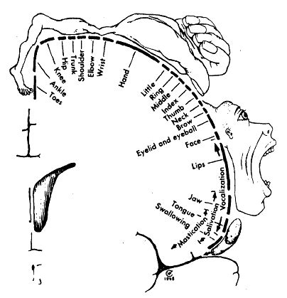 The primary motor strip of the cerebral cortex. (The diagram... | Download Scientific Diagram