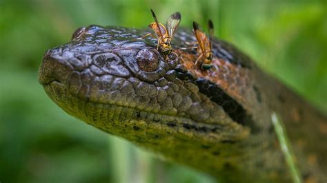 Snake discovery as explorers identify new species of anaconda that's the 'biggest of all' | Fox News