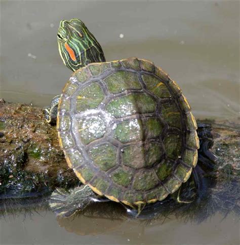 Red-Eared Slider Turtle Facts, Habitat, Diet, Pet Care, Pictures