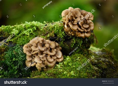 Maitake Mushroom: Over 2,667 Royalty-Free Licensable Stock Photos | Shutterstock