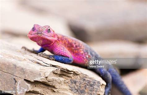 1,439 Agama Lizard Stock Photos, High-Res Pictures, and Images - Getty ...