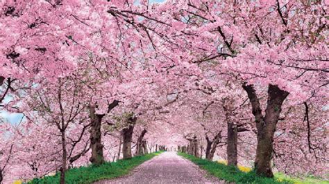 Cherry Blossom wallpaper | 1920x1080 | #66331