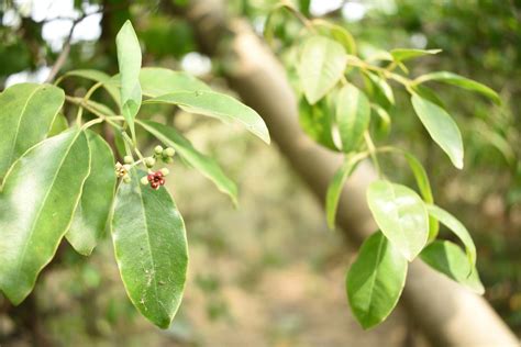 Sandalwood Mysore – Aqua Oleum