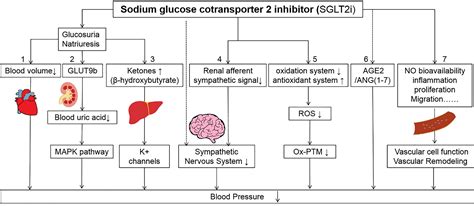 Role of Sodium Glucose Cotransporter 2 Inhibitor in Hypertension-Scilight