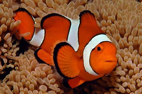 Anemonefish