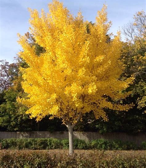 Ginkgo Autumn Gold Tree By: J. Rochelle Photography | Trees to plant, Garden trees, Ginkgo ...