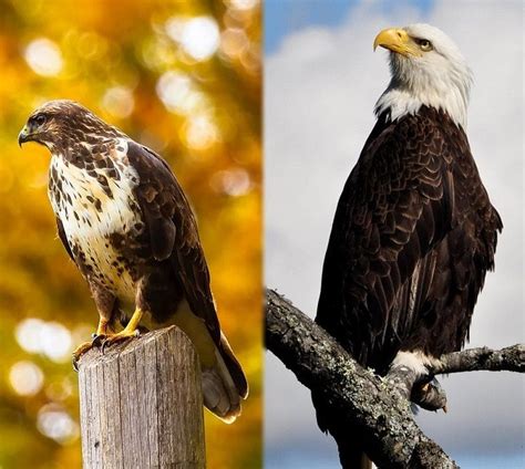 Hawk vs Eagle: What’s the Difference? (With Pictures) - Optics Mag