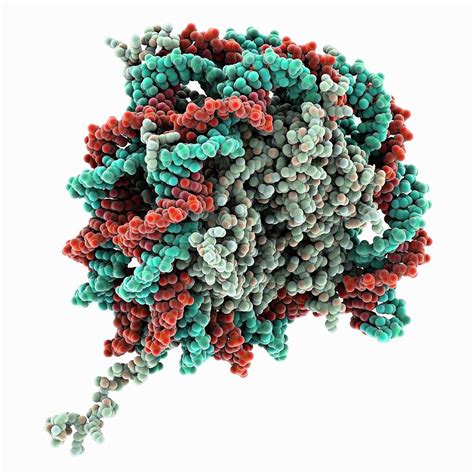 Nucleosome Core Particle Complex Photograph by Laguna Design/science ...