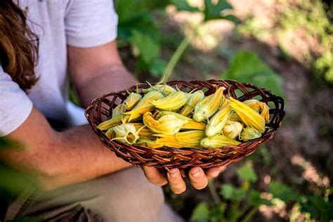 How to Plant, Grow and Harvest Zucchini and Squash