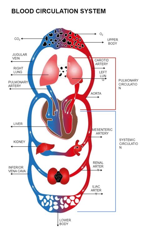 Blood Circulation Diagram | Blood circulation diagram, Arteries, Blood