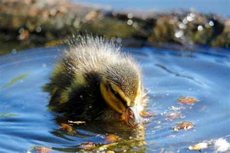 Premium Photo | Mallard ducklings swimming on a pond