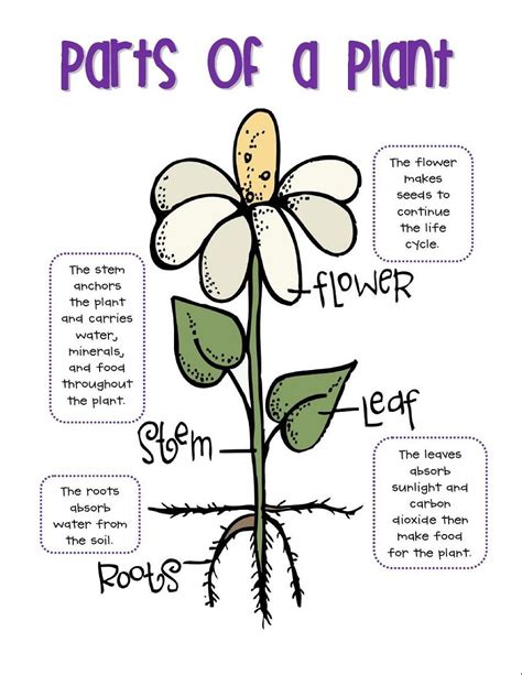 Printable Plant Parts