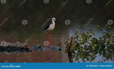 Black Winged Stilt Bird in Habitat Shot Stock Photo - Image of beautiful, habitat: 186406816