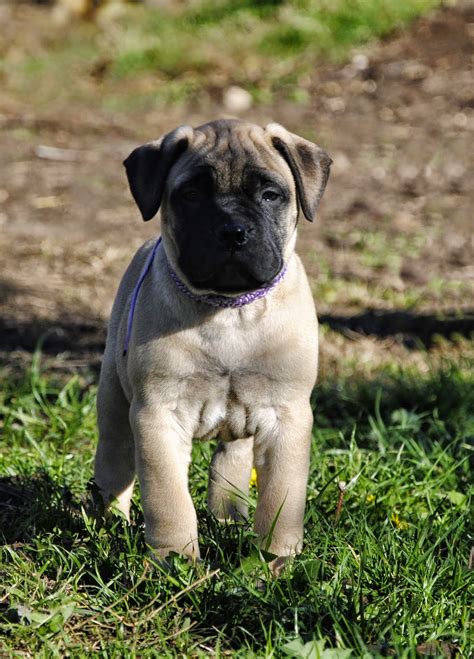 Bullmastiff puppy male | Bull mastiff, Loyal dogs, Puppies