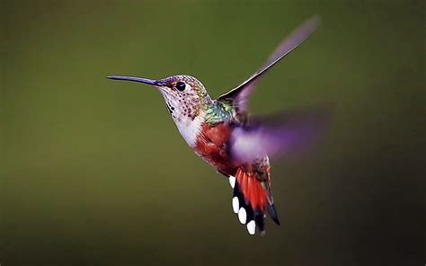 Animals, Background, Humming-Birds, Bird, Wings, Wave, Sweep HD wallpaper | Pxfuel