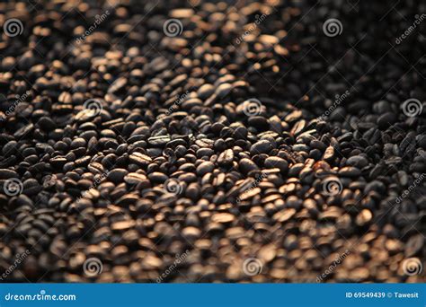 Drying coffee beans stock image. Image of grow, drink - 69549439