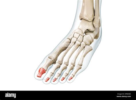 Distal phalanges of the toe bones in red with body 3D rendering illustration isolated on white ...