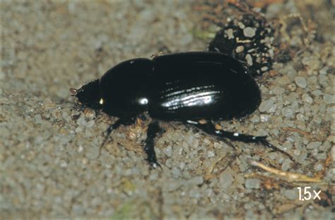 African black beetle in horticulture | Agriculture and Food