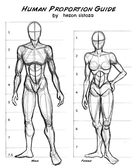 Human body proportions – Artofit