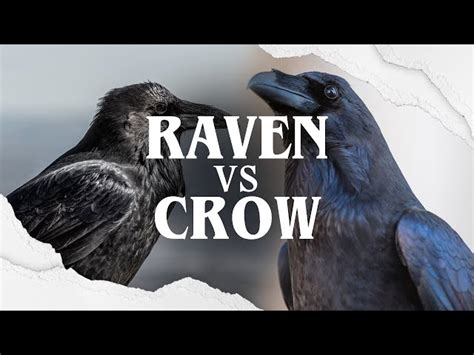 Raven VS Crow: What's The Difference? - Facts.net