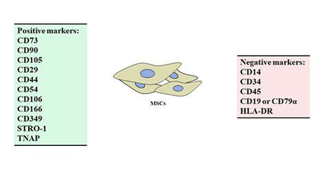 Surface Markers of Mesenchymal Stem Cells - Cusabio