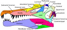 Skull - Wikipedia