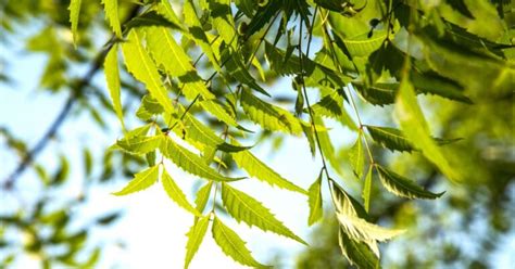 10 Benefits of Neem Leaves For Skin & How to Use It? - Ambic Ayurveda