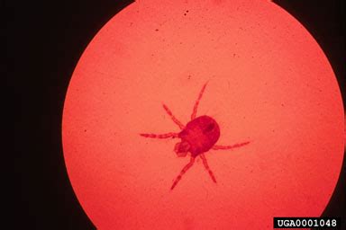 chigger mites, (Acari: Trombiculidae) - 0001048