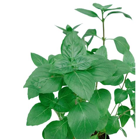 Thai Basil - Unbeleafable